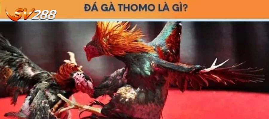 Khái niệm sơ lược về đá gà Thomo