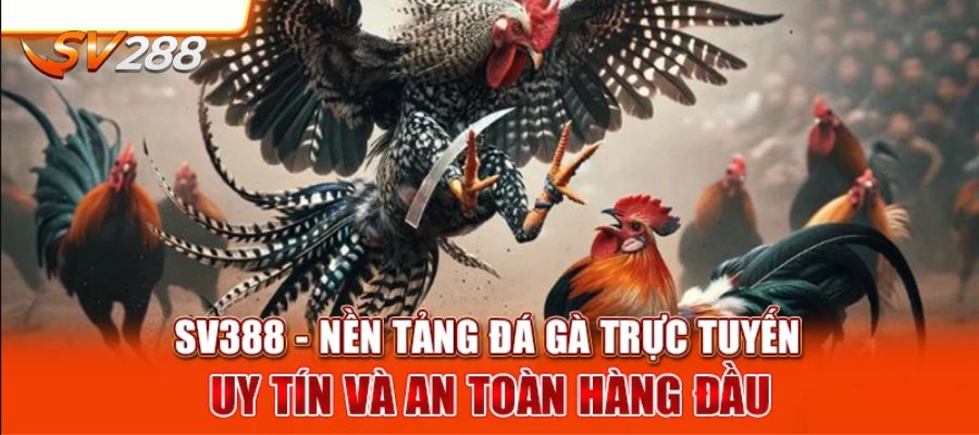 Tham gia giải trí đá gà hấp dẫn tại SV388