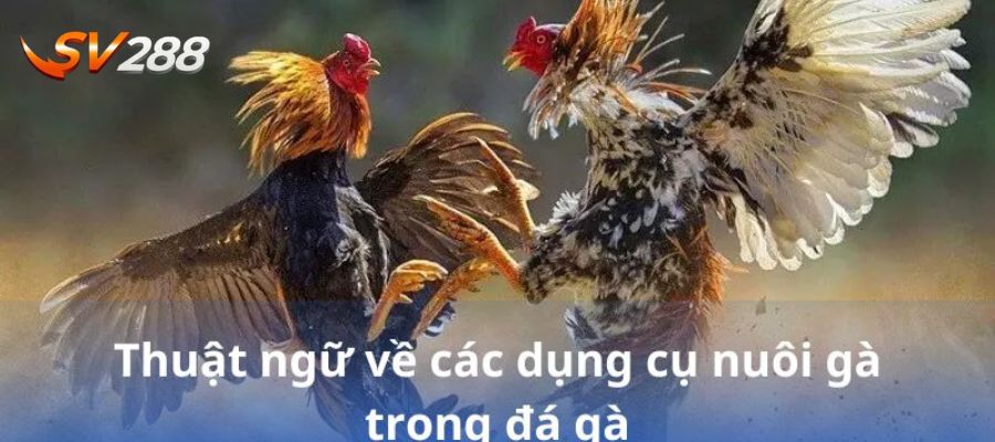 Thuật ngữ chăm sóc gà chiến